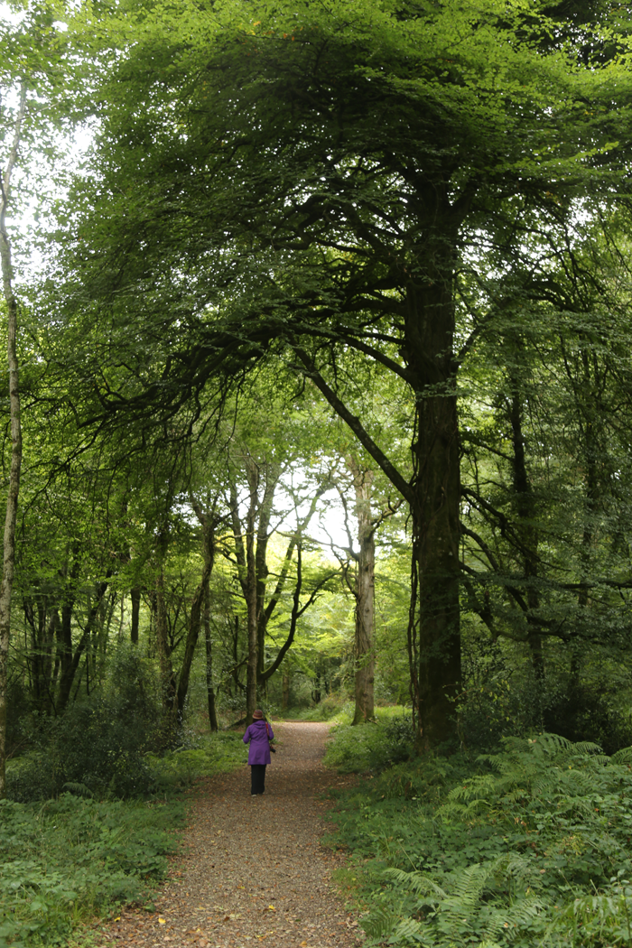 Tomnafinnoge Wood - County Wicklow